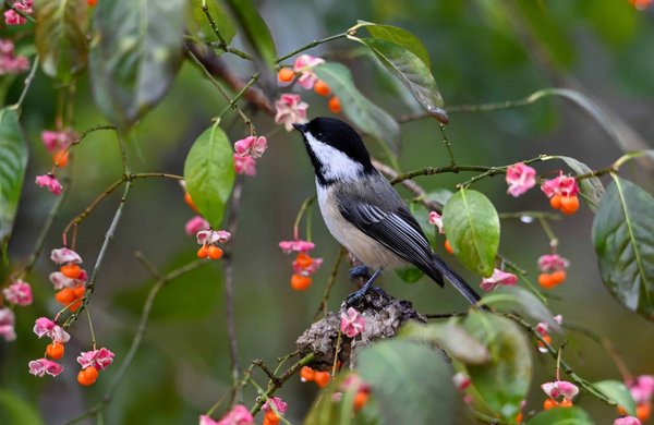 What's the Best Way to Set Up an Enriched Environment for a Blind or Visually Impaired Cat?